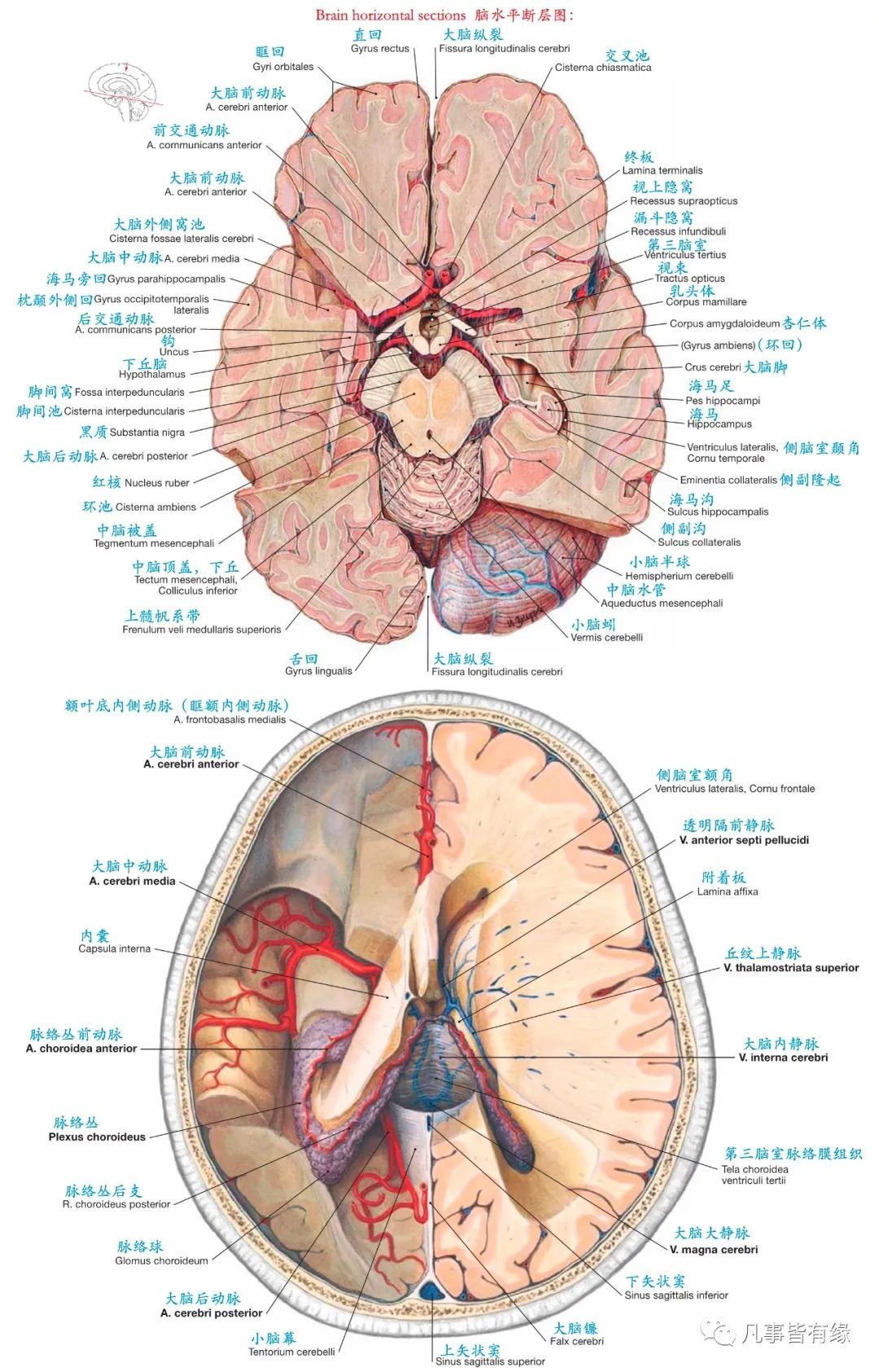 颅脑mri断层解剖结构标注section anatomy五,脑干轴位断层解剖示意图