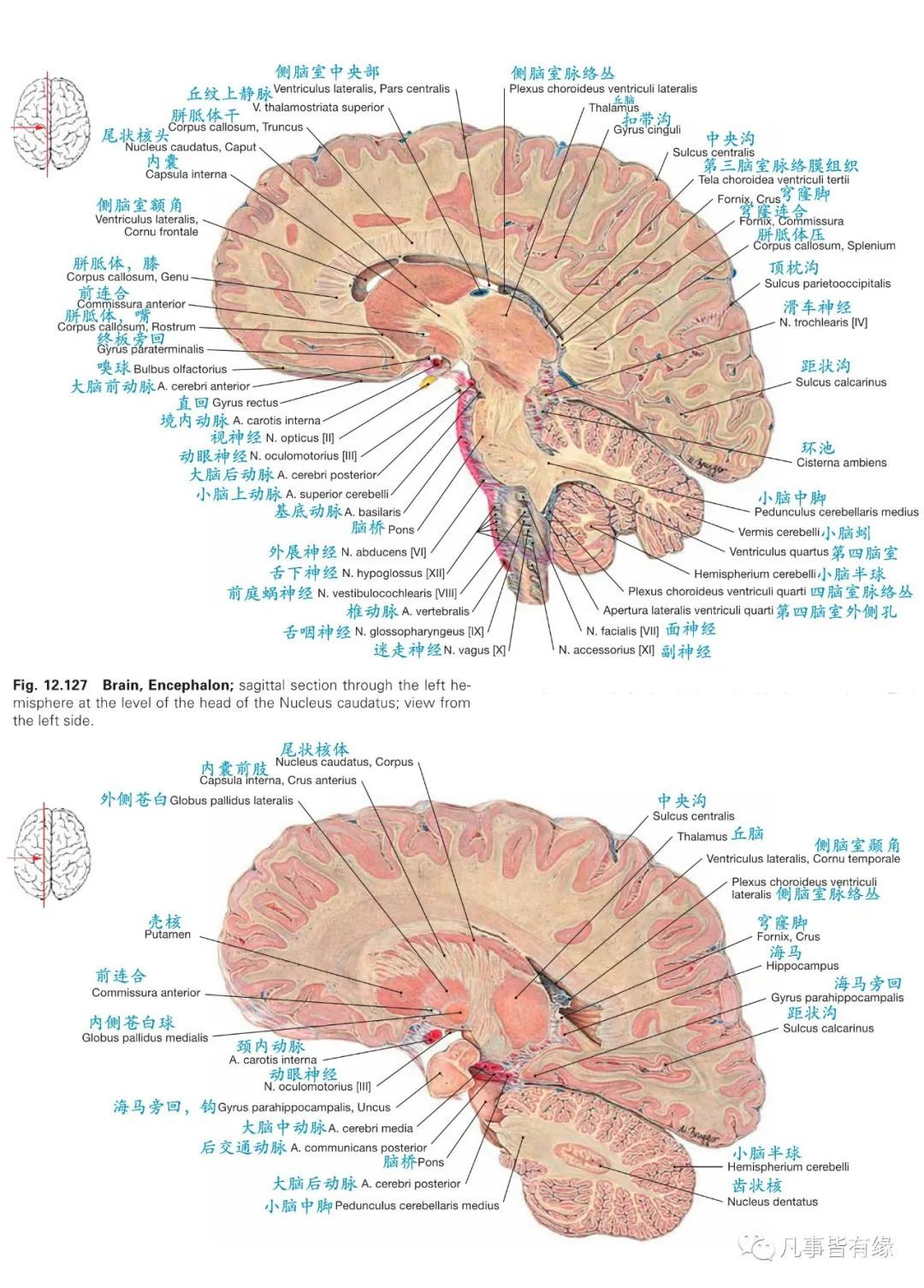 颅脑断层解剖矢状位