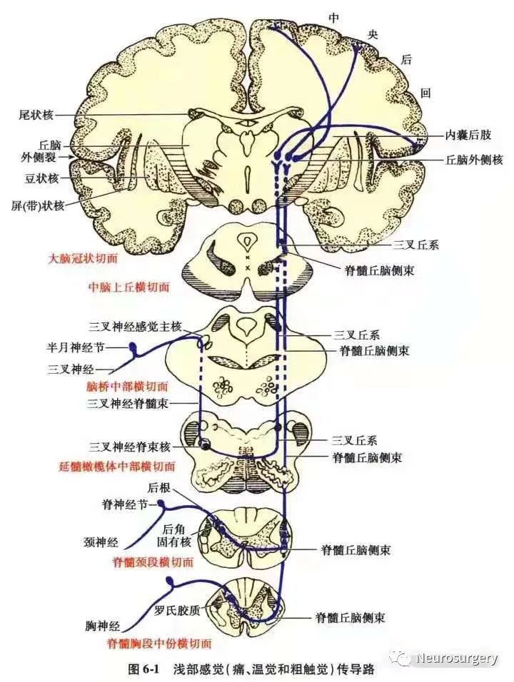 【赞】感觉传导通路详解