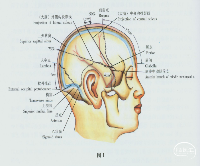 额顶叶脑膜瘤—侧俯卧位;额颞叶脑膜瘤—仰卧位;体位主要取决于脑膜瘤