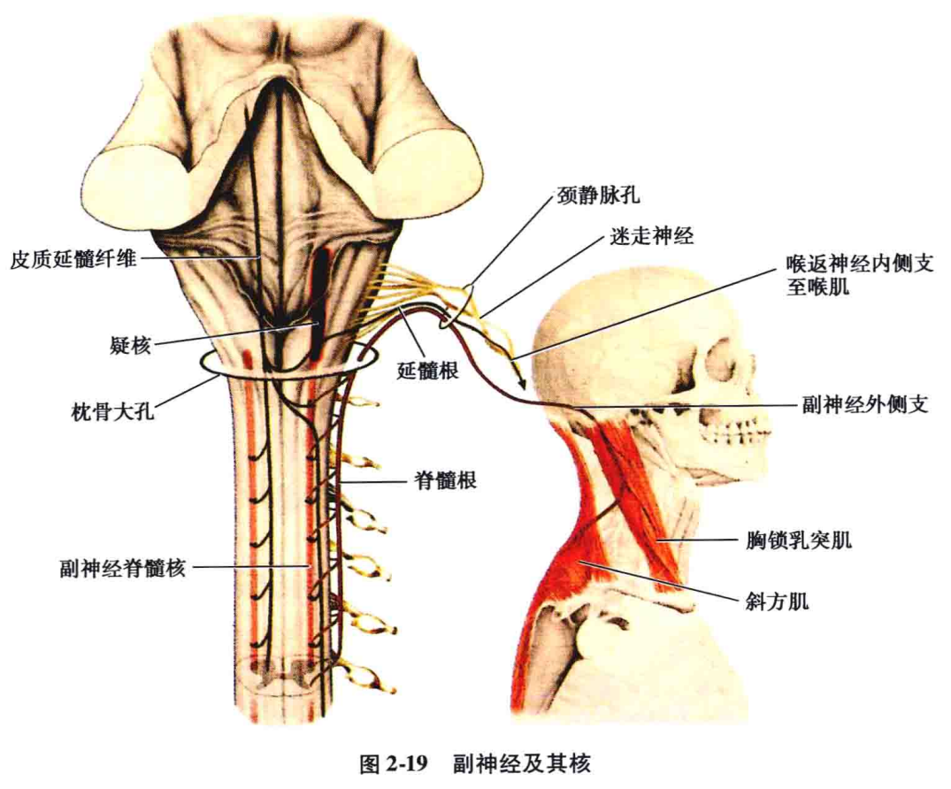 脊髓部自颈